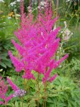 2009  Garten -6-27 pink Astilbe 107.jpg