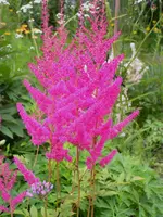 2009  Garten -6-27 pink Astilbe 107.webp