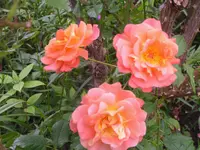 2009  Garten -6-27 Rose lachs 056.webp