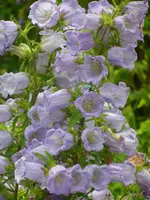 2009  Garten -6-27 bl Marienglocke  002.webp