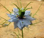 2009  Garten -6-27 189-1.webp