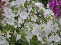 2009  Garten -6-27 063.webp