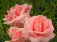 2009  Garten -6-27 022.webp