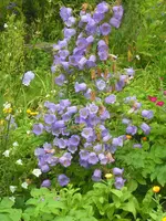 2009  Garten -6-27 034.webp