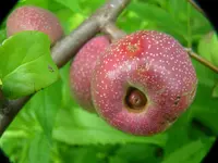 2009  Garten -6-27 223.webp