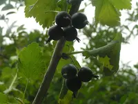 2009  Garten -6-27 089.webp