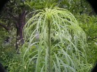 2009  Garten -6-27 029.webp