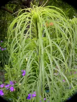 2009  Garten -6-27 Gartenpalme 030.webp