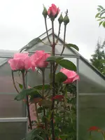 2009  Garten -6-27 Rosenknospen 066.webp
