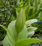 2009  Garten -6-27 Lilienknospe 148.webp