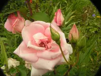 2009  Garten -6-27 rosa Rose m Knospen 020.webp