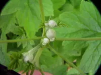 2009  Garten -6-27 Knospe Herbstanemone 153.webp