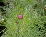 2009  Garten -6-27 Knospe Cosmea 137.jpg