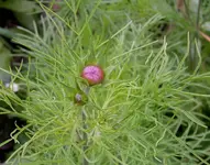 2009  Garten -6-27 Knospe Cosmea 137.webp