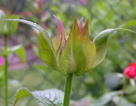2009  Garten -6-27 Indianernessel Knospe 054.webp