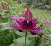 2009  Garten -6-27 Indianernessel Knospe 049.webp