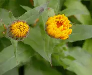 2009  Garten -6-27 207-1.webp