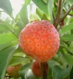 Erdbeerbaum Fruechte (2) v.webp
