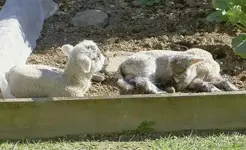 Tiere alt 317.webp