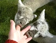 Tiere alt 324.webp