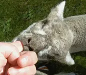 Tiere alt 325.webp