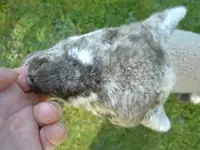 Tiere alt 326.webp