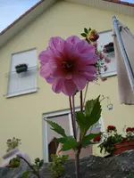 dhalie v unten.webp