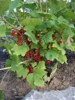 Johbeeren.webp