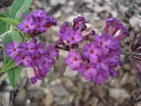 schmflieder pink.webp