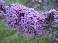 schmflieder rosa.webp
