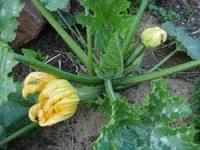 ZUcchini.webp