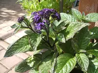 Garten 30.6.09 005.webp