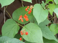 Garten 30.6.09 006.webp
