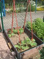 Garten 30.6.09 010.webp