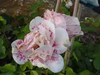 kaputte schneewittchenrose.webp