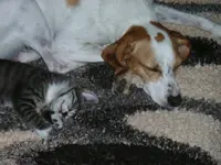 Emma_Kitten_AE.webp