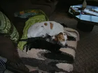 Emma_Kitten_AH.webp