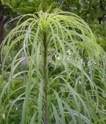2009  Garten -6-27 Gartenpalme 029.webp