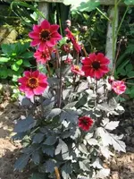 neue Schönheit.webp