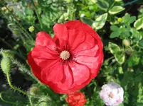Romantikmohn.webp