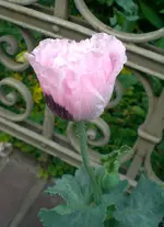 2009-06-26rosaMohn.webp