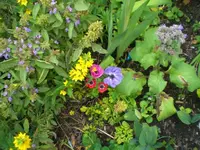 2009-06-26bunteBlumen.webp