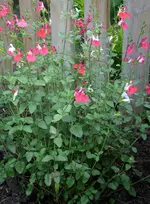 Salvia Hot Lips 1.webp