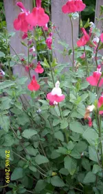 Salvia Hot Lips 2.webp