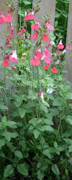 Salvia Hot Lips 3.webp
