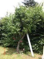 26.06.2009 105.webp