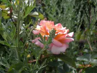 26.06.2009 106.webp