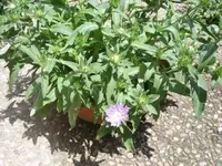 Thomas kocht! 013.webp