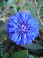 PICT2990.webp
