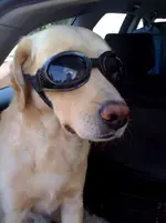Barclay mit Autobrille Juni 2009 08.webp